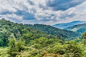 Bwindi National Park Uganda