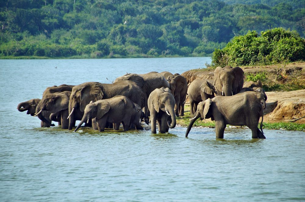 Murchison Falls National Park.