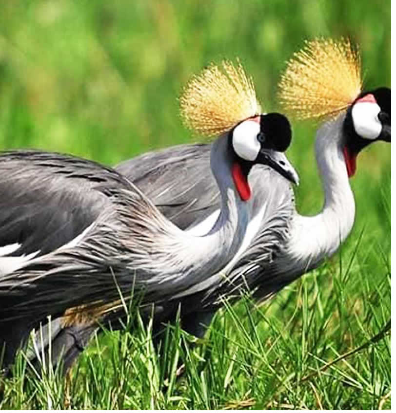 Crested Crane, Uganda's national bird, with a golden crown of feathers standing gracefully in a wetland – a highlight of self-drive safaris in Uganda.